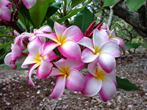 Desktop hintergrundbilder Frangipani Blumen