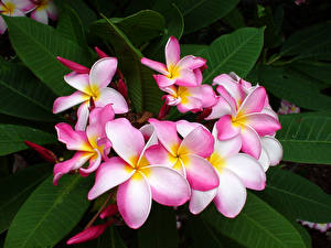 Fotos Frangipani Blüte