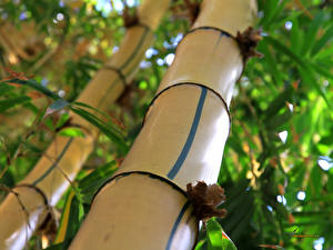 Bureaubladachtergronden Bamboe Van dichtbij Natuur