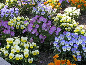 Hintergrundbilder Garten-Stiefmütterchen Blumen