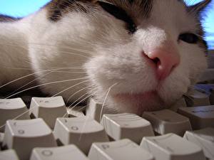 Papel de Parede Desktop Gatos Teclado informática Animalia