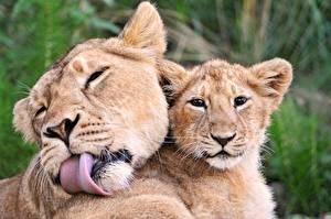Photo Big cats Lions Lioness Animals