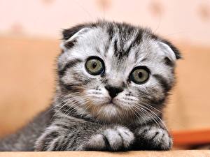 Bilder Katze Schottische Faltohrkatze Kätzchen  ein Tier