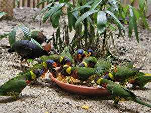 Picture Birds Parrots