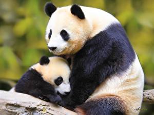 Fonds d'écran Ours Pandas un animal
