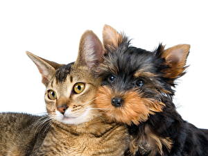 Sfondi desktop Cani Gatto domestico Yorkshire terrier animale