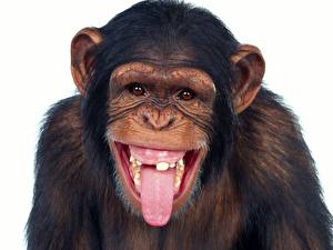 Papel de Parede Desktop Macaco Língua Animalia