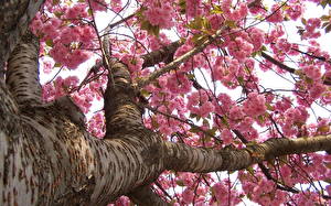 Bakgrunnsbilder Blomstrende trær Bunnutsikt Blomster