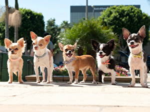 Bureaubladachtergronden Hond Chihuahua