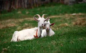 Image Goat animal