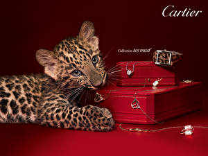 Bakgrundsbilder på skrivbordet Pantherinae Leoparder Ung Djur