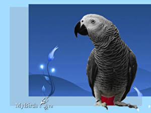 Bakgrundsbilder på skrivbordet Fåglar Papegojor