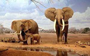 Fotos Elefanten ein Tier