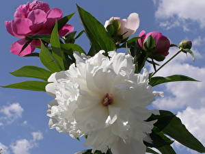 Papel de Parede Desktop Paeoniaceae Flores