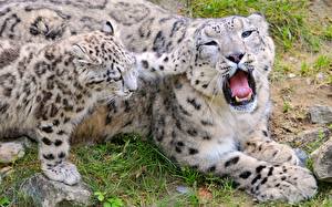 Fotos Große Katze Schneeleopard Zunge Gähnen Tiere