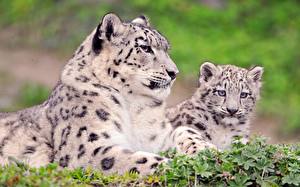 Wallpaper Big cats Snow leopards Animals
