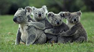Bakgrundsbilder på skrivbordet Björnar Koalas Djur