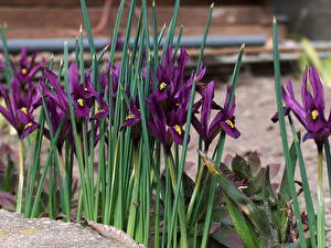Bakgrundsbilder på skrivbordet Irissläktet blomma