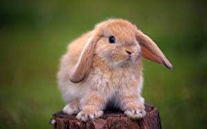 Pictures Rodents Rabbit animal