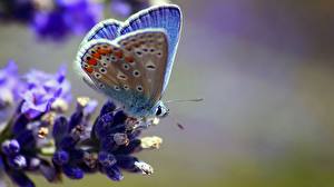 Picture Insects Butterfly