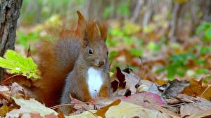 Wallpaper Rodents Squirrels animal
