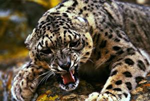 Images Big cats Snow leopards Animals