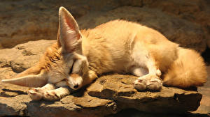 Pictures Foxes Fennec fox animal
