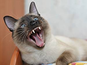 Papel de Parede Desktop Gato Canino (dente) Língua Dentes Bocejo um animal