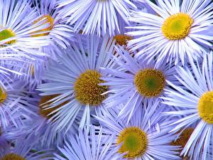 Photo Asters Closeup Flowers