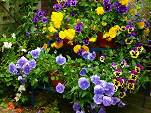 Hintergrundbilder Garten-Stiefmütterchen Blumen