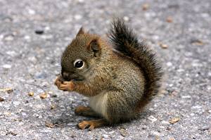 Image Rodents Squirrels Animals