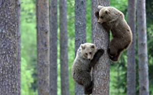Фото Медведь Бурые Медведи Ствол дерева животное
