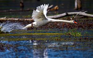 Images Bird Swans Animals