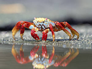 Hintergrundbilder Gliederfüßer Krabben - Tiere Tiere
