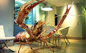 Image Lobster Humor