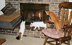 Pictures Cats Fireplace Animals