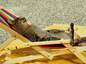 Pictures Cats Sunlounger animal