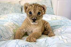 Pictures Big cats Cubs Animals