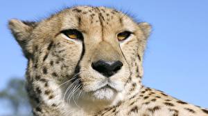 Bakgrunnsbilder Store kattedyr Gepard Dyr