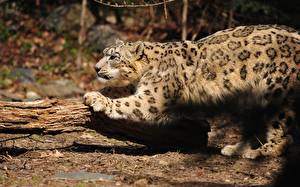 Pictures Big cats Snow leopards animal
