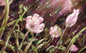 Bureaubladachtergronden Anemonen  bloem