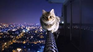 Bilder Katze Balkon Nacht Tiere