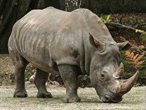Fonds d'écran Rhinocéros un animal