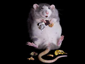 Picture Mice Humor