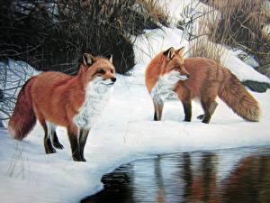 Pictures Foxes
