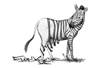 Papel de Parede Desktop Zebras Tiras Humor