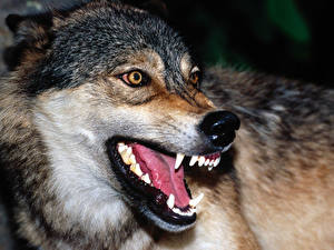 Papel de Parede Desktop Lobo Canino (dente) um animal
