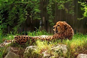 Bakgrundsbilder på skrivbordet Pantherinae Geparden