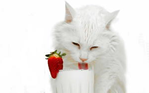 Fotos Katze Milch Zunge Tiere