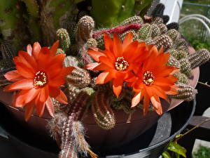 Bureaubladachtergronden Cactussen bloem